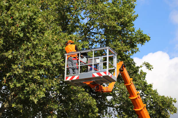 Best Hazardous Tree Removal  in Highland, UT